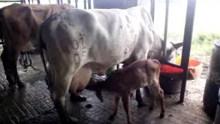 Ordeño mecánico vacas Gyr en el llano