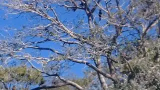 Pantanal ecotrips