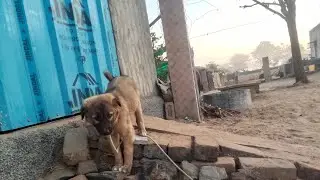 राम राम सभी भारतवासियों को मेरा 🙏💔🌛##short #videos #animals #animal #youtubeshorts #viral #1m 