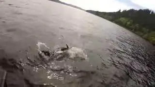 Ferox 85 Group - 18lb Ferox Trout - Catch and Release.