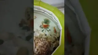 &aacute;gua cristalina sem uv sem ozonio nada s&oacute; uma bomba mangueirinha.