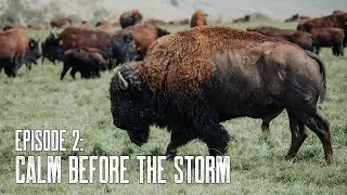 Bison Boys | Calm Before the Storm