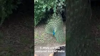 5 Facts About Peacocks