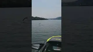 bird vs sea-doo