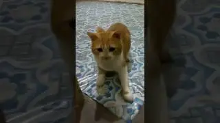 HAMPIR JANTUNGAN GARA GARA KUCING OREN