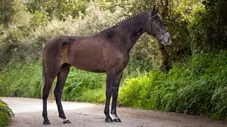 Horse for Sale | 4YO Lusitano Mare: Exceptional Bloodlines & Sportive Potential (REF#905)