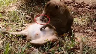 Why big monkey do like this to mumy monkey?