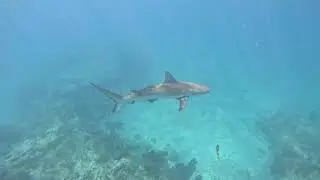 April 24, 2024 Key West Snorkeling