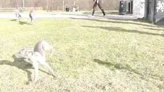 higspeed camera and dogs pt. 1