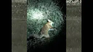 Bering Super Hogster Red Fox Hunt