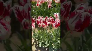 I&rsquo;m more wonderfully made than these Tulips&hellip;Psalms 139:14 #tulipfarm #woodenshoetulipfarm #portland