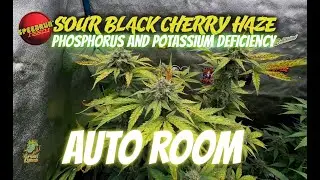 AutoRoom Phosphorus and Potassium deficiency in Flower - Good Bud Development in the AutoPots