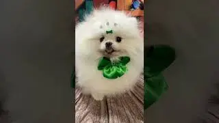 #dog #youtubeshorts #likesforlike #petsfofinhos #luludapomerania #animais #pets