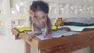 baby monkey mocci is crying need banana porridge. #monkey #babymonkey #scaredmonkey