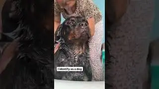 Cutest dog roxy | Rottweiler | roxycheeni | review reloaded | #short