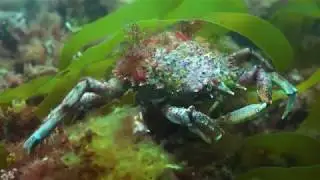 Help our Kelp Sir David Attenborough narrated film