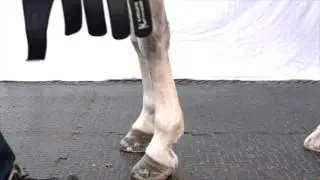 EquoMed Cold Therapy Compression Boots - Tendons