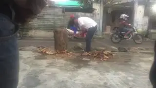 Luar biasa!! pohon keramat tumbang, hanya dengan sekali sentuh memakai kampak!!