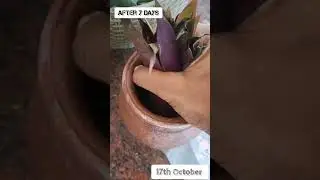 The Garden Experiment | Purple Heart Plant | Water Propagation #gardening #propagation #plants
