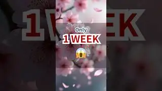 Cherry Blossoms Only Bloom 1 Week! 🌸😱 #JapanFacts