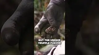 The Secret Behind Fake Truffle Flavor Revealed  Dont Be Fooled