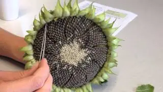 Count the spirals.mov