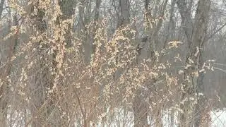 Winter Musings
