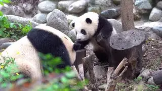 园润被润玥气得心情不好拒绝给花花哺乳,花花竟然出手打园润 YuanRun refused to breastfeed HeHua, then HeHua got angry & hit YuanRun