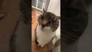 Follow PrettyCatKissDaily for more content! 😸 &mdash;#usa #europe #cat #funny #moments