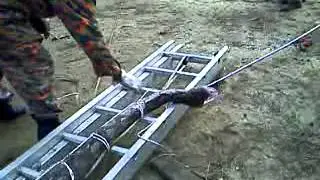 20 feet Python Caught Alive