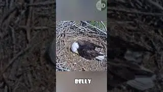 How Bald Eagles Keep Their Eggs Warm in Freezing Weather?🦅❄️