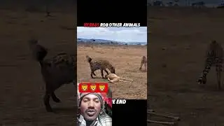 शेर का खौफ #youtubeshorts #funny #viralvideo #trending #lion #animals #comedy #video #subscribe