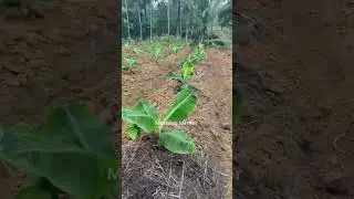 മഞ്ചേരിക്കുള്ളൻ രണ്ടര മാസം #shorts #agri #farming #agriculture #bananafarming #morningfarmer