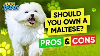Should You Own A Maltese? These Are The Pros & Cons To Consider