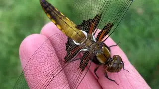 Raising Dragonflies !! An awesome project