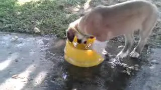 Saint Bernard puppy play with the water! (Greek Video)