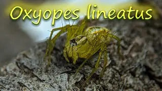 Описание паука-рыси Oxyopes lineatus