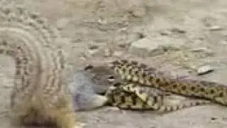 Bull Snake Against Squirrel