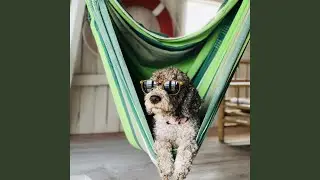 Dreaming Pets