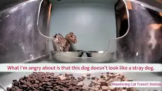 The brave little cat！