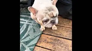 Season 1 Ep. 1 - Friv 5 Frenchies