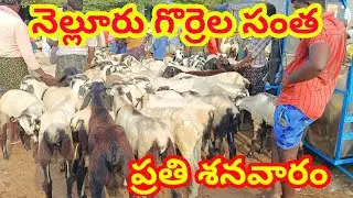 Nellore sheep goat market 2 9 2023 నెల్లూరు గొర్రెల సంత ALIKHANKRK