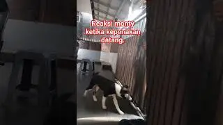 reaksi monty. #anjingkampung #anjingku #anjingpintar #bordercollie