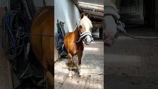 Lessoning tonight -official 02 #equestrian #fyp #lordosis #hunterjumper #backpain #horses