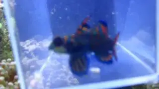 Mandarin Dragonet Training