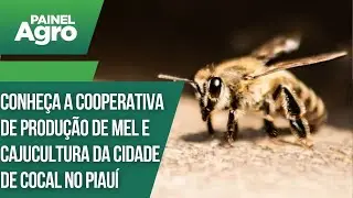 Conheça uma das maiores cooperativas de produção de mel e caju cultura da cidade de Cocal
