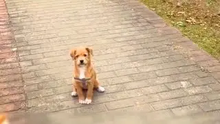 My 6 Day Stray Dog Feeding Experiment Had a SHOCKING Result