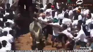 Kumarapalayam jallikattu maruthu performance