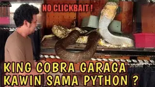 King cobra Garaga Kawin sama Python? Kandangnya jebol !
