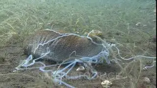 Sea Cucumber, Bohadschia Sp., Expelling Toxic Cuvierian Tubules